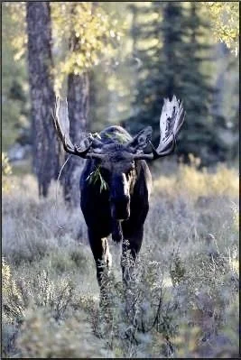 A moose standing in a forest clearing with trees and greenery in the background.