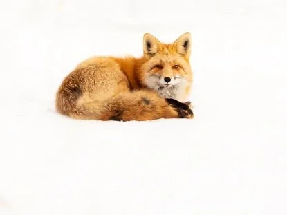Foxy