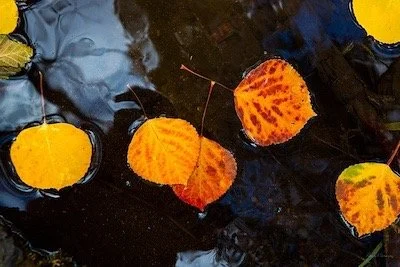 Floating autumn leaves on water with dark surface