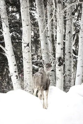 A moose standing in the snow in front of a forest of white-barked trees.