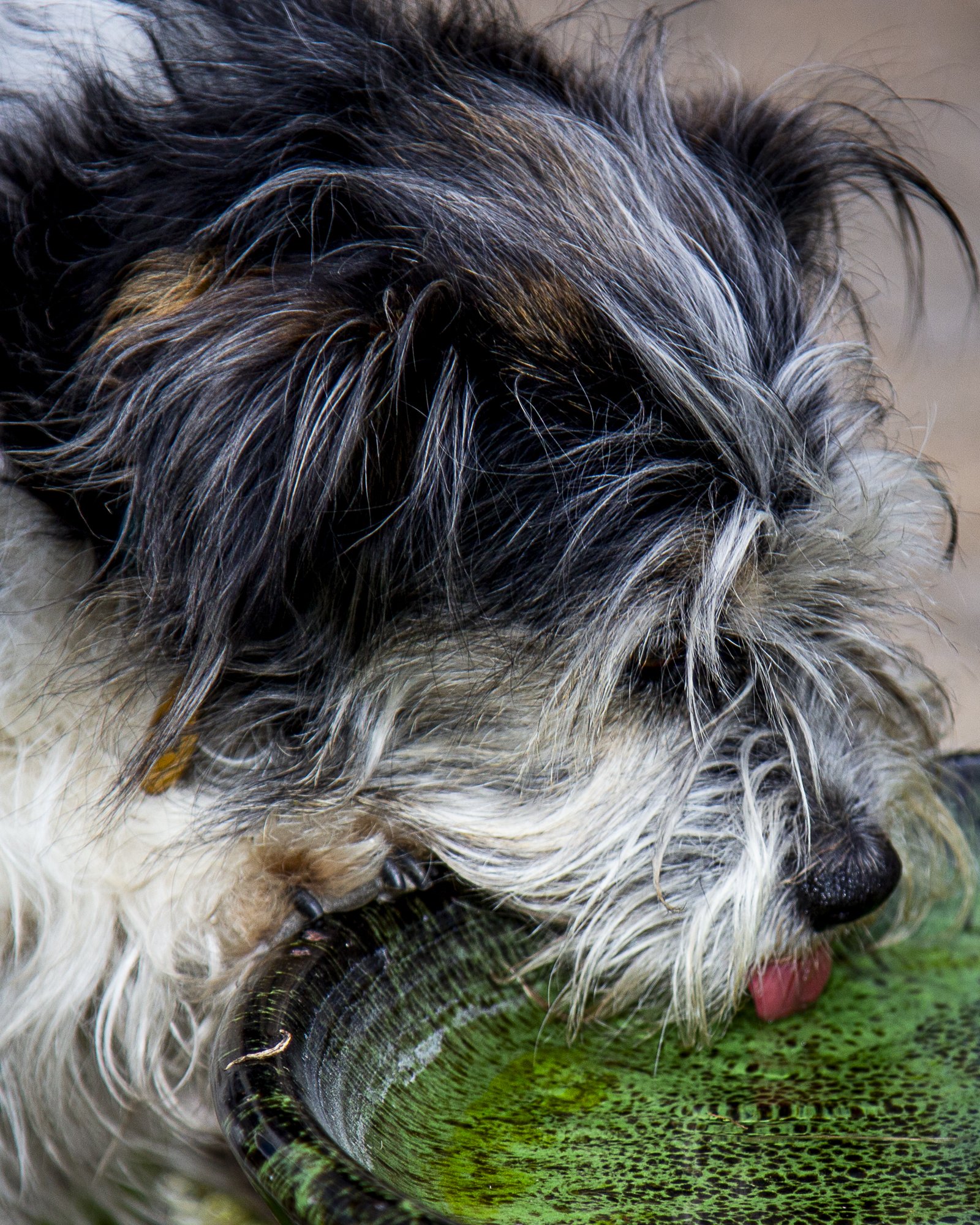 Archie-9.jpg