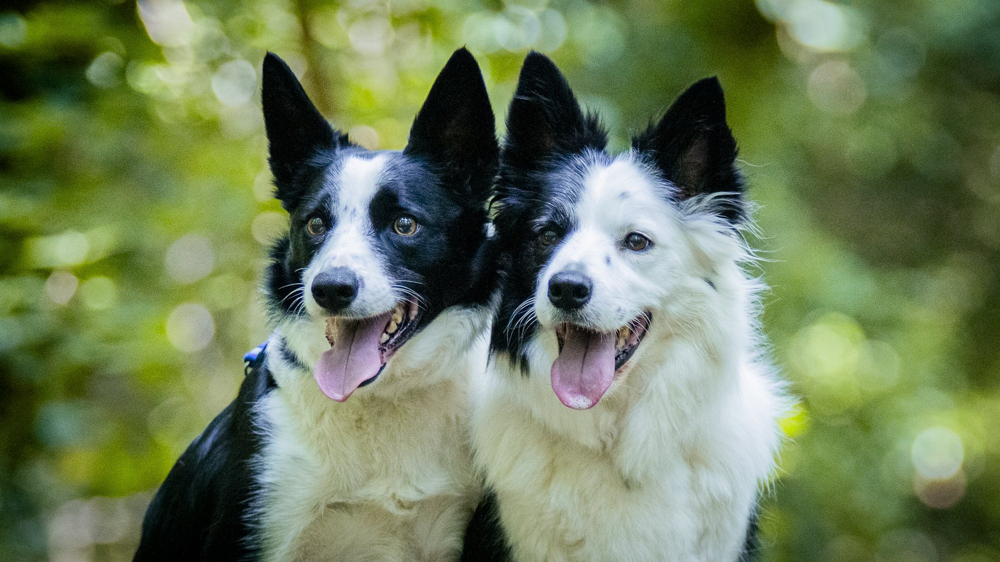 Collies WEBSITE-5.jpg