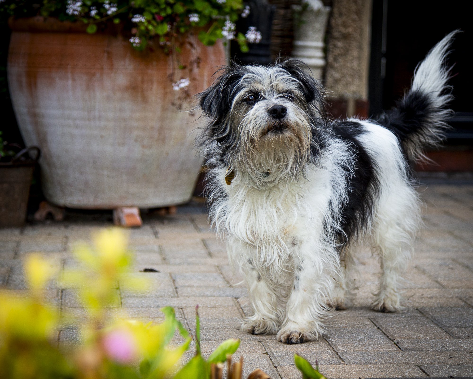 Archie-10.jpg