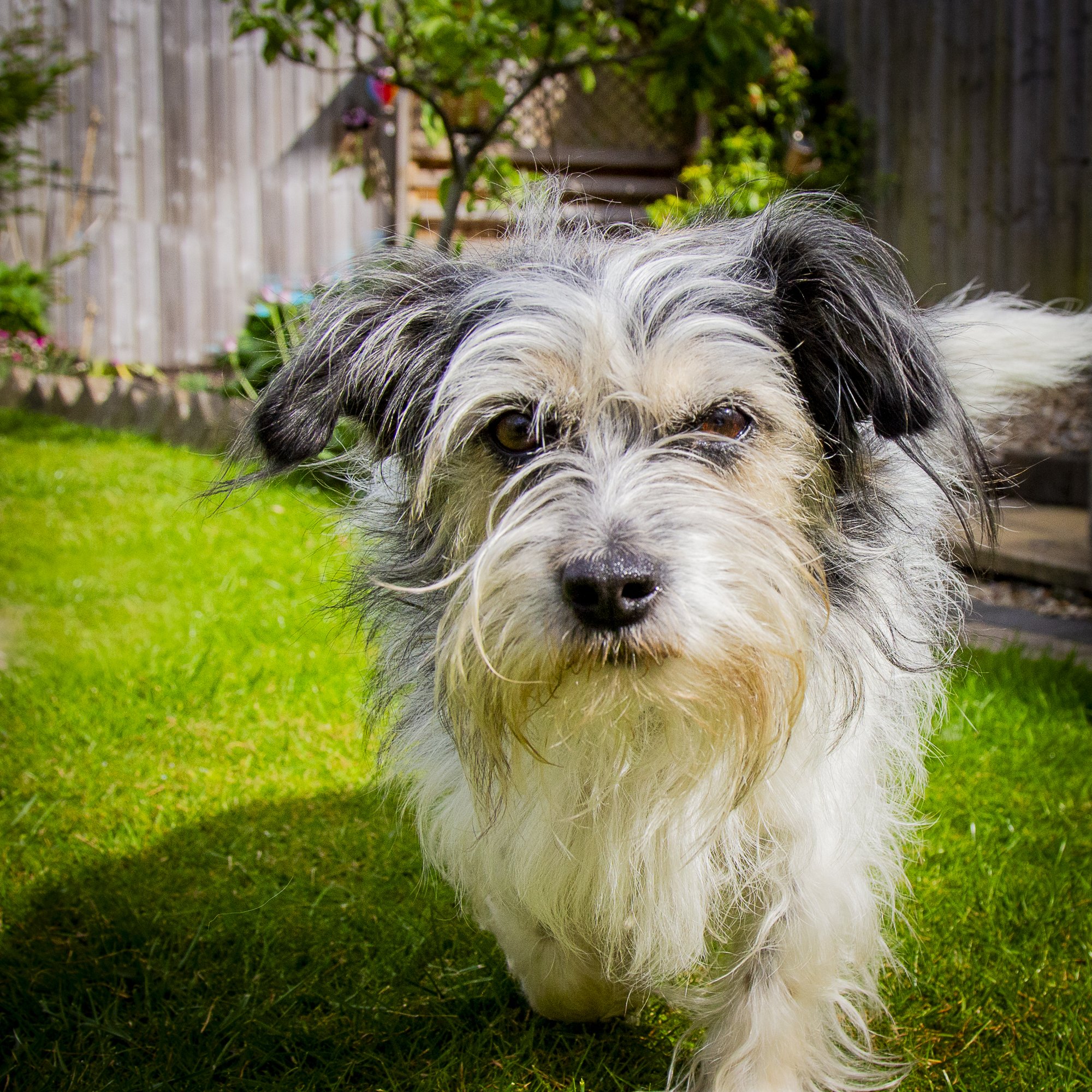 Archie-1.jpg