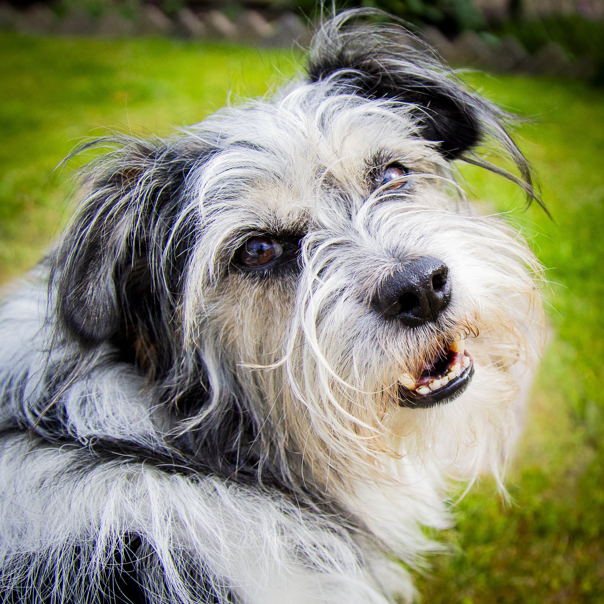 Archie-5.jpg
