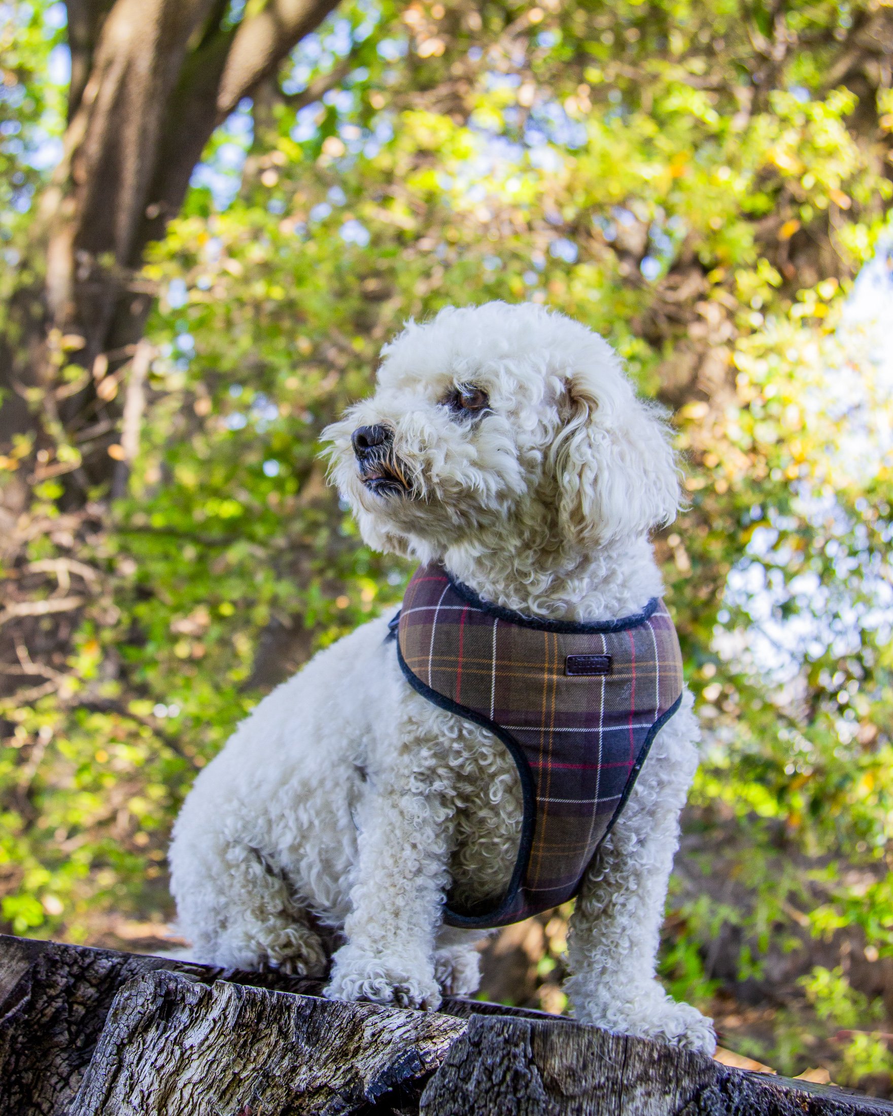 dogs-3.jpg