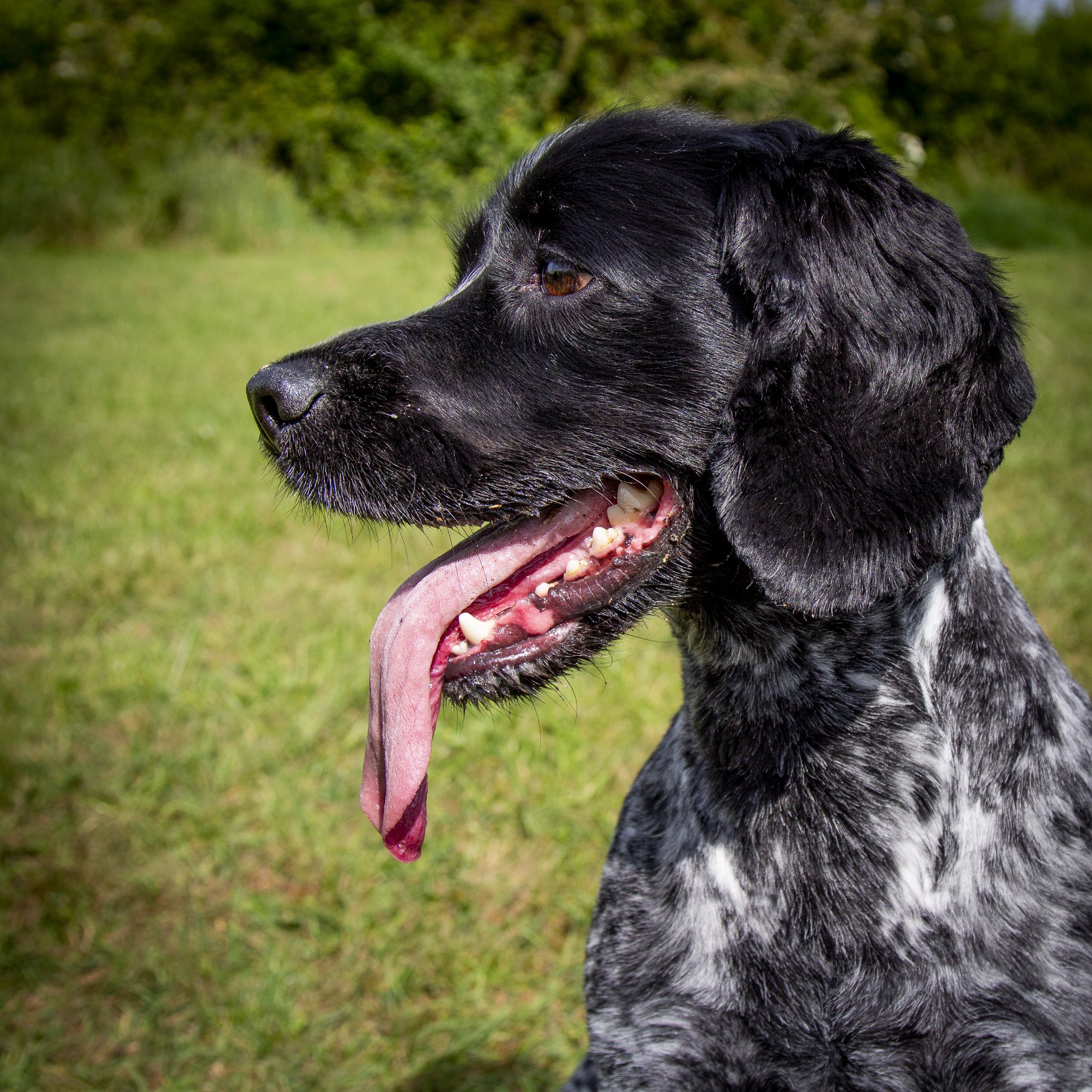 dogs-2-2.jpg