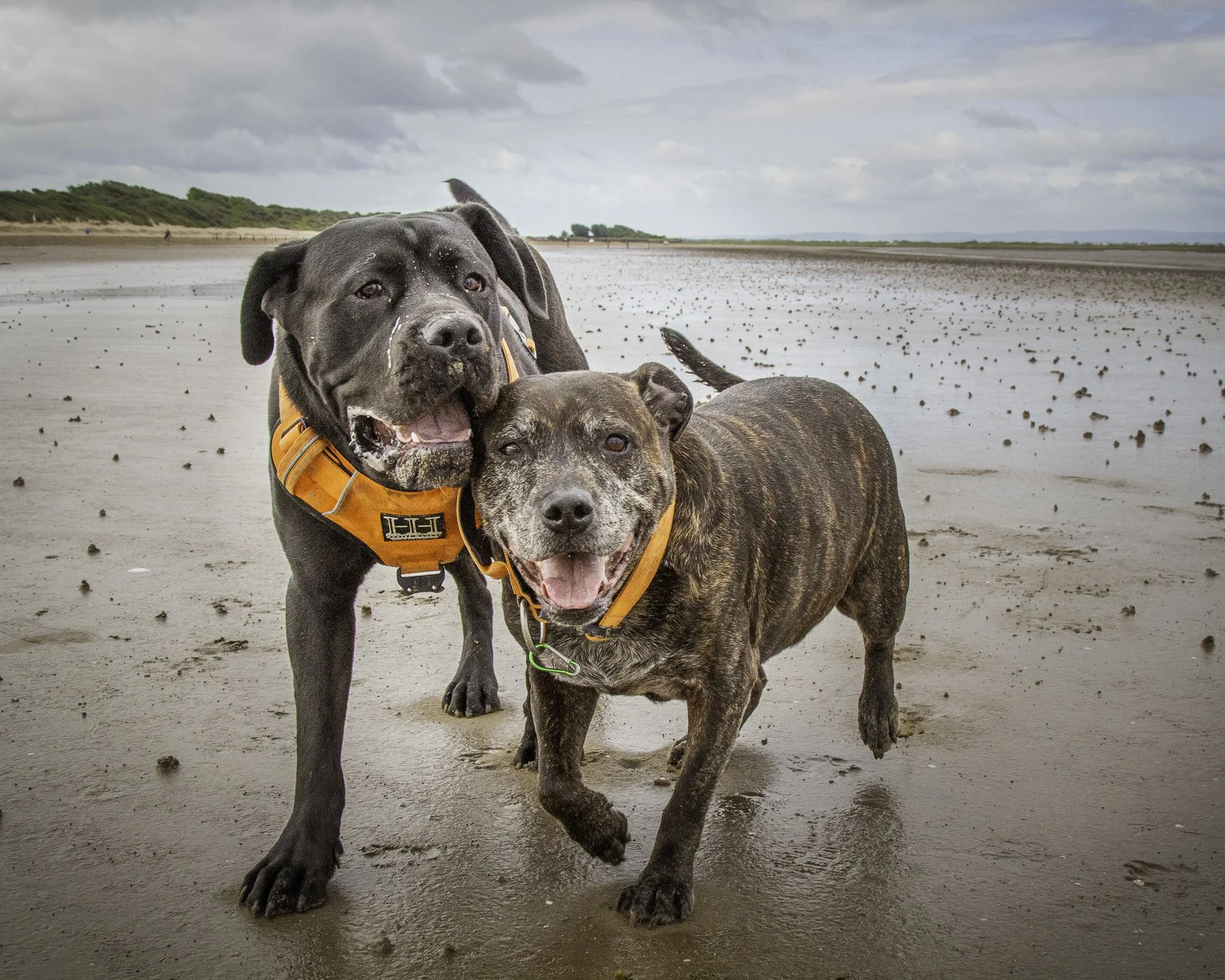 bear diesel website-1.jpg