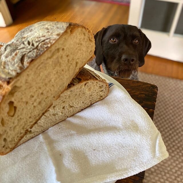 Roasted Garlic Sourdough and &lsquo;Poparonis&rsquo;
#crustalmighty #purebread #sourdough #flourwatersalt #wpgoftheday #wpgofinstagram #sourdoughpodcast crustalmightypdx.com