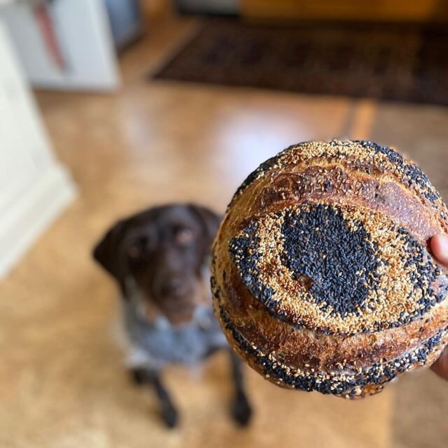 Naturally leavened eyeball. 
#bread #sourdough #flourwatersalt #crustalmighty #purebread @tompapa #wpgoftheday #wpgofinstagram #portlandbread