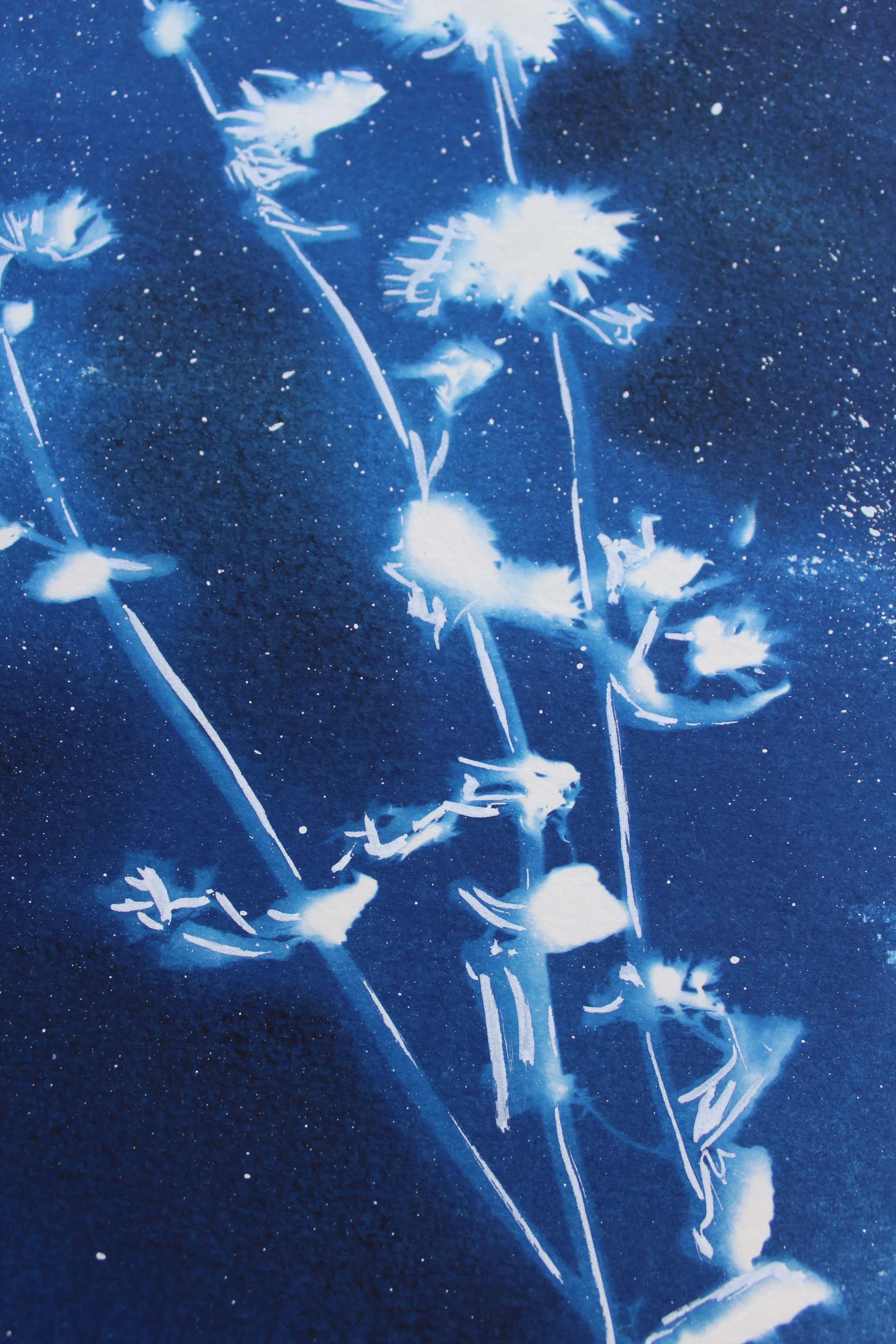 Cyanotypes - AVAILABLE NOW