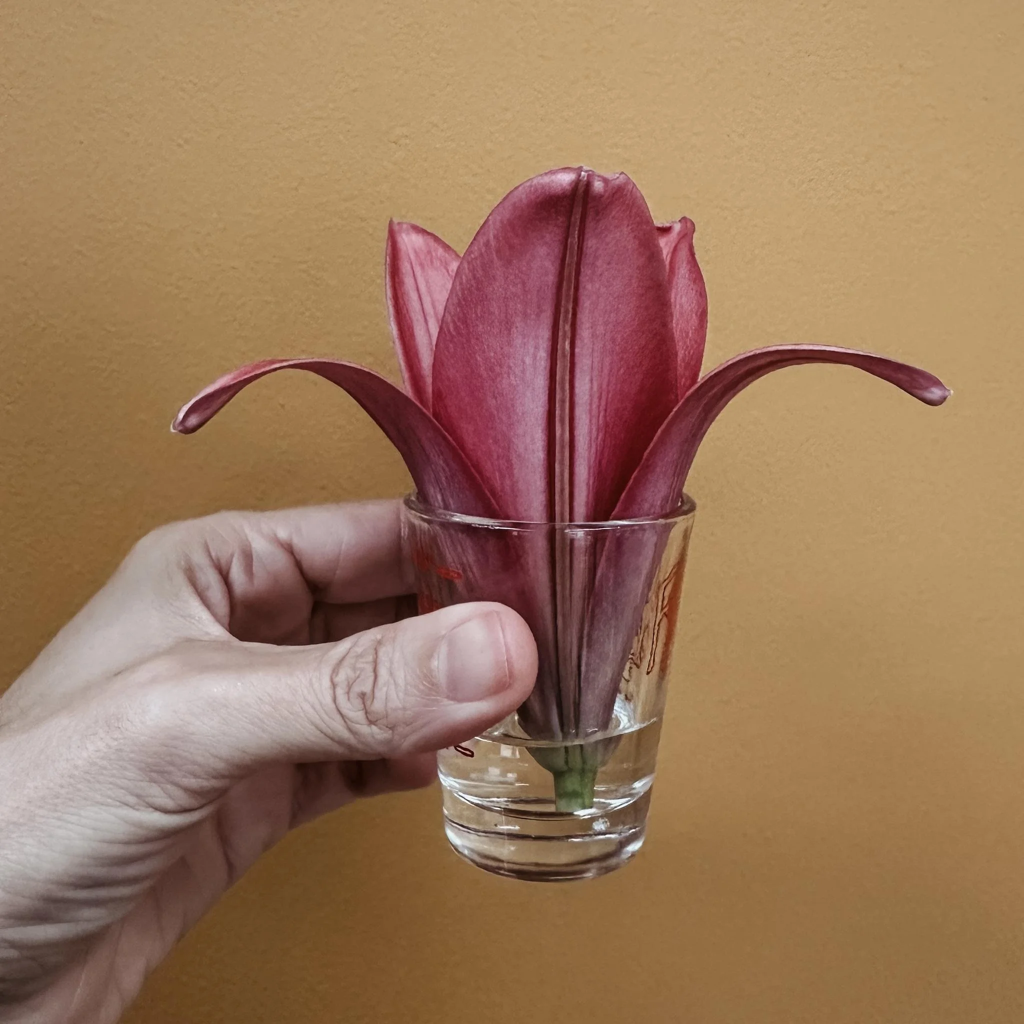 Blooming Mode: Turning 40