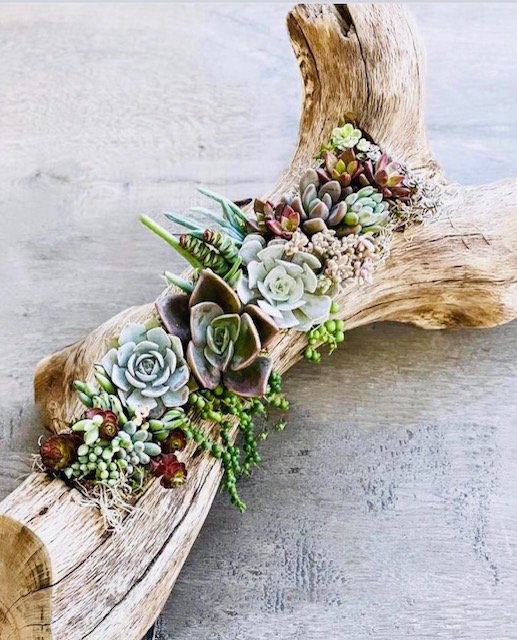 7/20 Driftwood Succulent Centerpiece Workshop