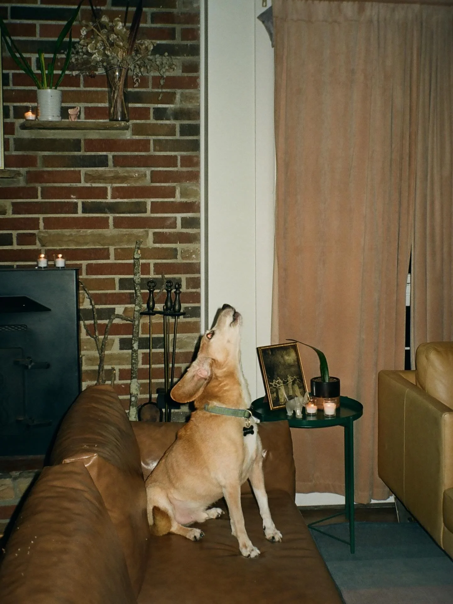 Last month, on a rare warm February day, I said goodbye to my companion animal, Grant, the first and perhaps only man centered in my life. I&rsquo;m finally starting to process the loss and find ways honor this really cool dog that somehow made his w