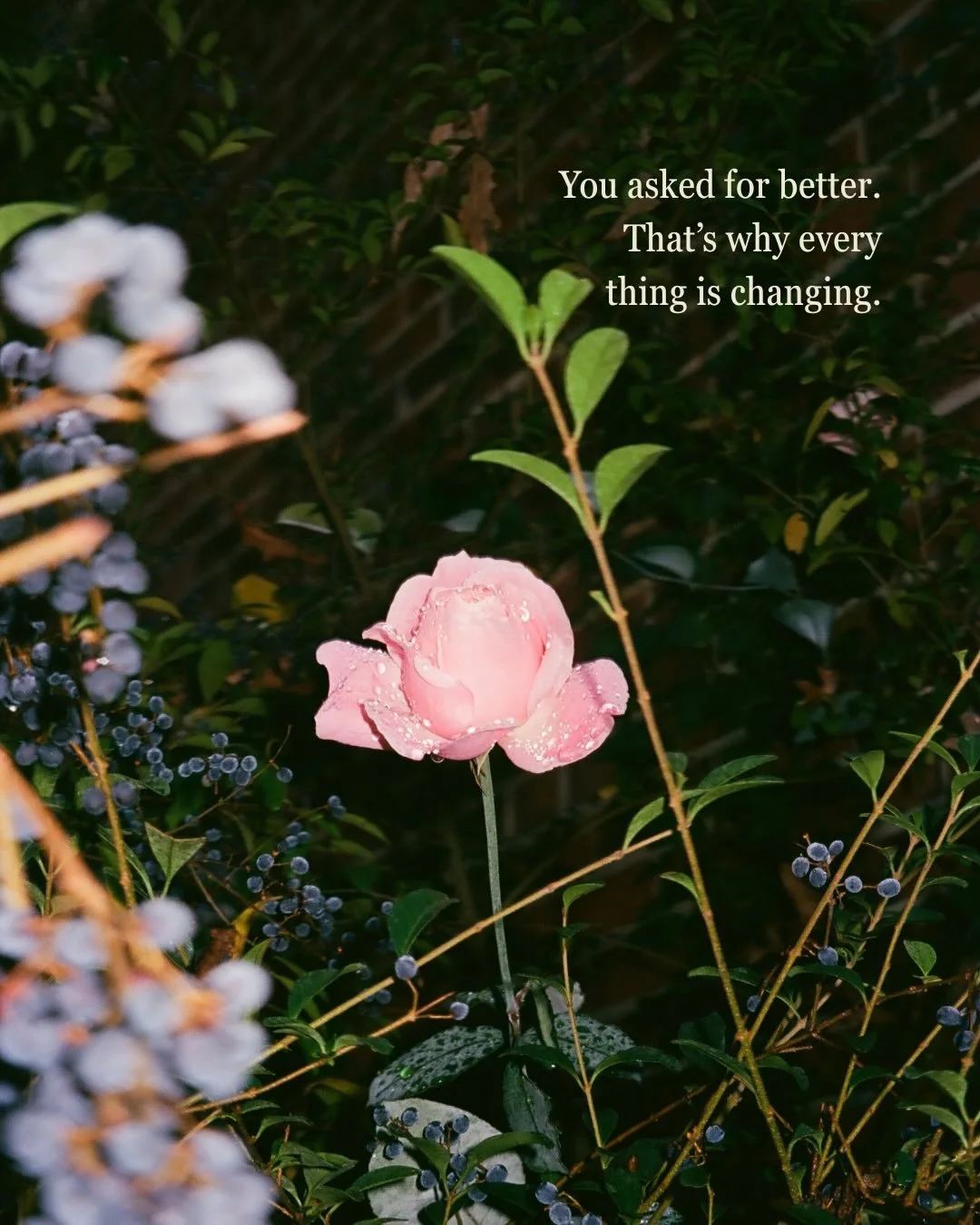 Are we still hot for moodboard dumps? 🌸 a very springtime-coded offering for those people.

Lilac Honey orders open today, half of sales shared with @rrfpva! See stories for details and first dibs.