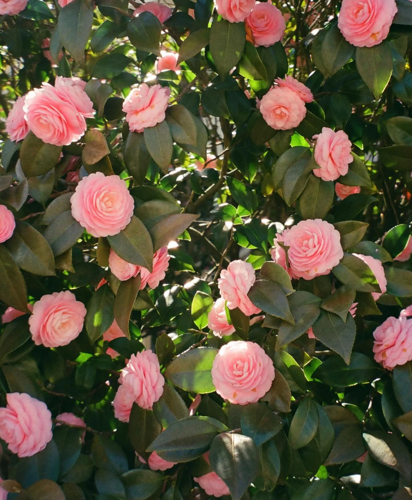 Spring in Virginia on film.

Shoutout to @cobblestore for always having a fantastic selection of film in stock so I can avoid big box shopping (and great place for point and shoot cameras if anyone&rsquo;s in the market).

Some fun news as the season