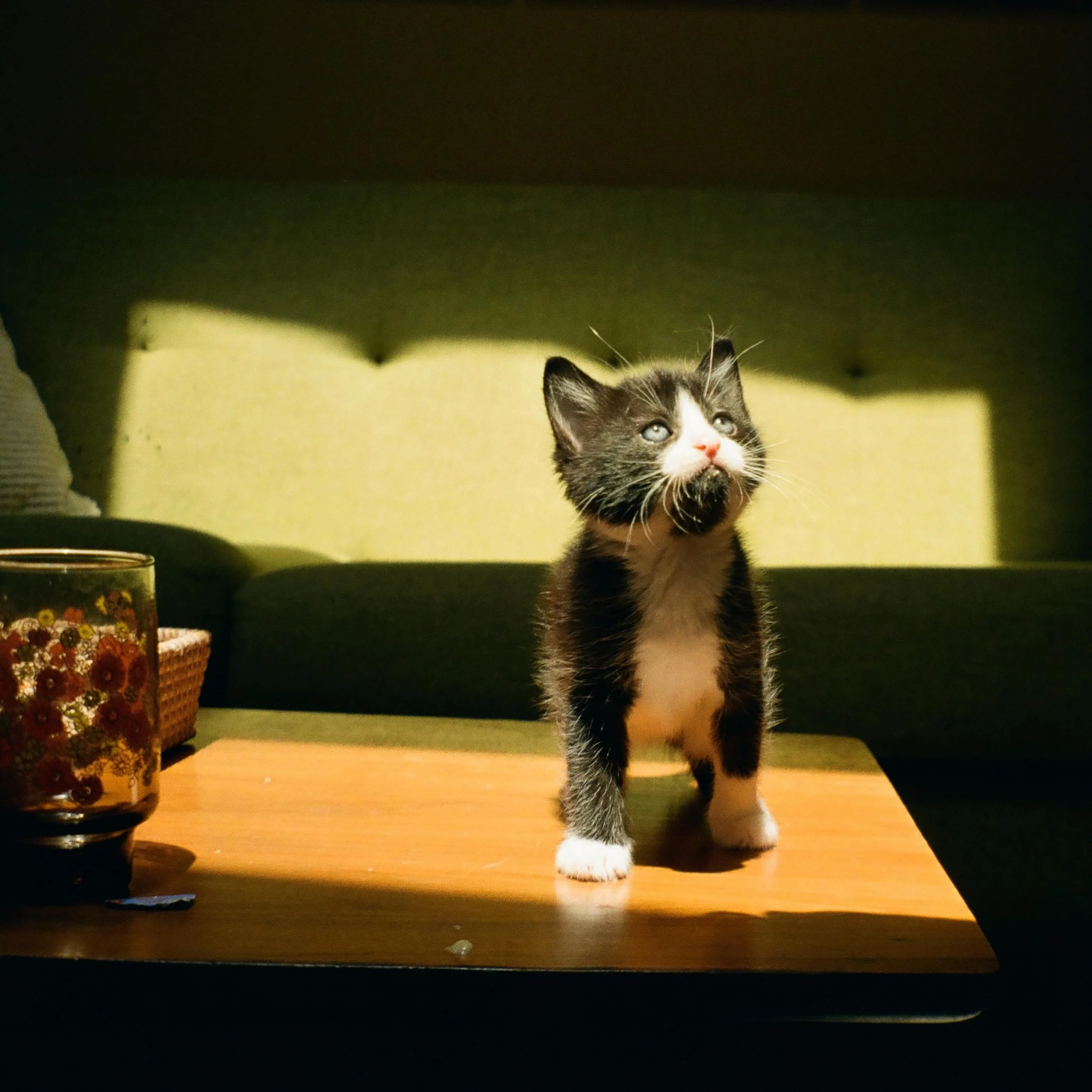 For three months, life has been kittens and rainbows, quite literally. After my dog passed, I promised myself I&rsquo;d foster a mom and her litter. In actively trying to quit just talking about the things I want to do &ldquo;one day&rdquo;, I&rsquo;