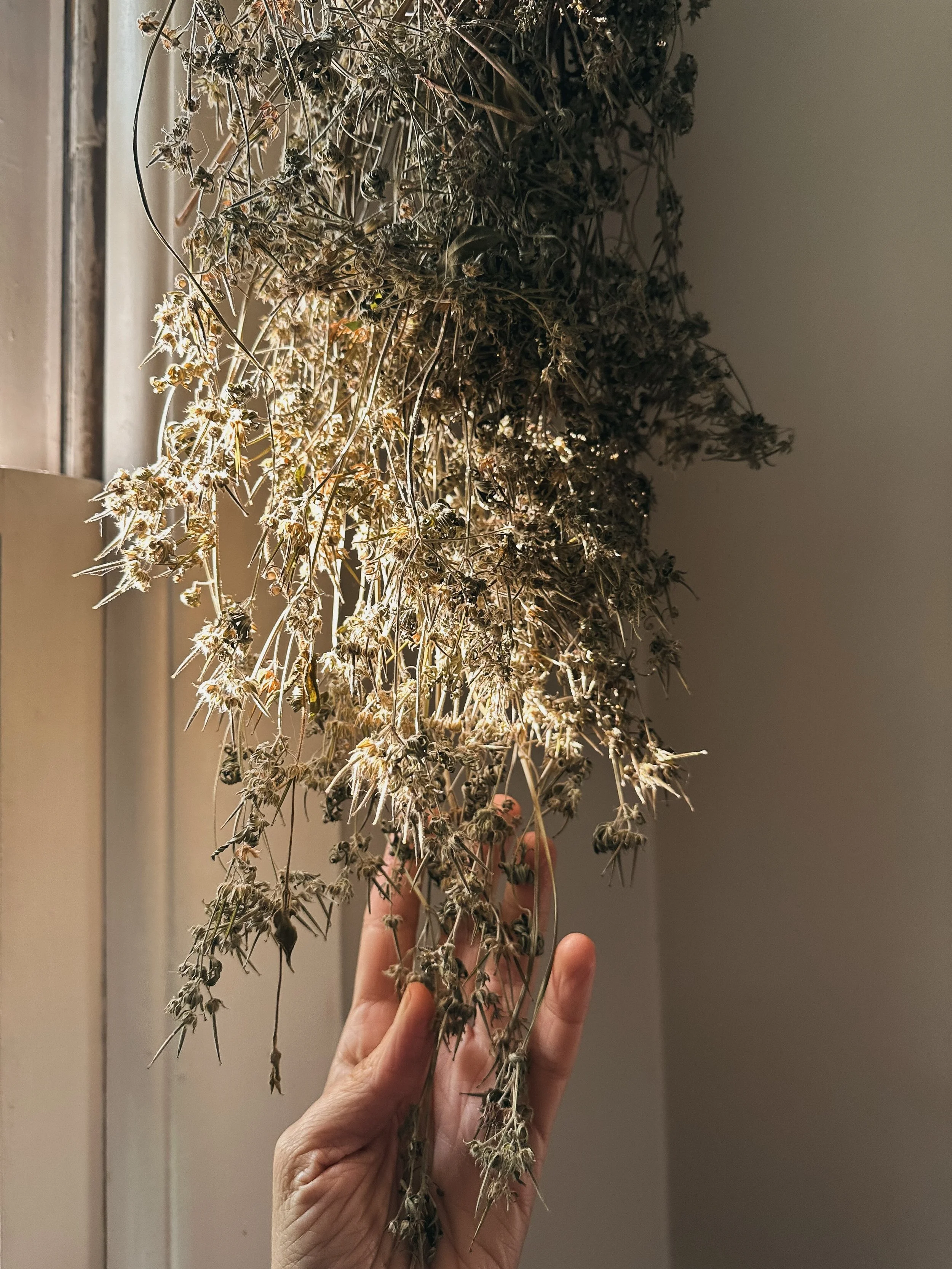 Eager and infusion-ready.

This gorgeous, wild-harvested Carolina geranium will soon be infused for three weeks in cold-pressed sunflower oil, right here on this sunny windowsill.

Rich in astringent, anti-inflammatory, and antioxidant compounds and 