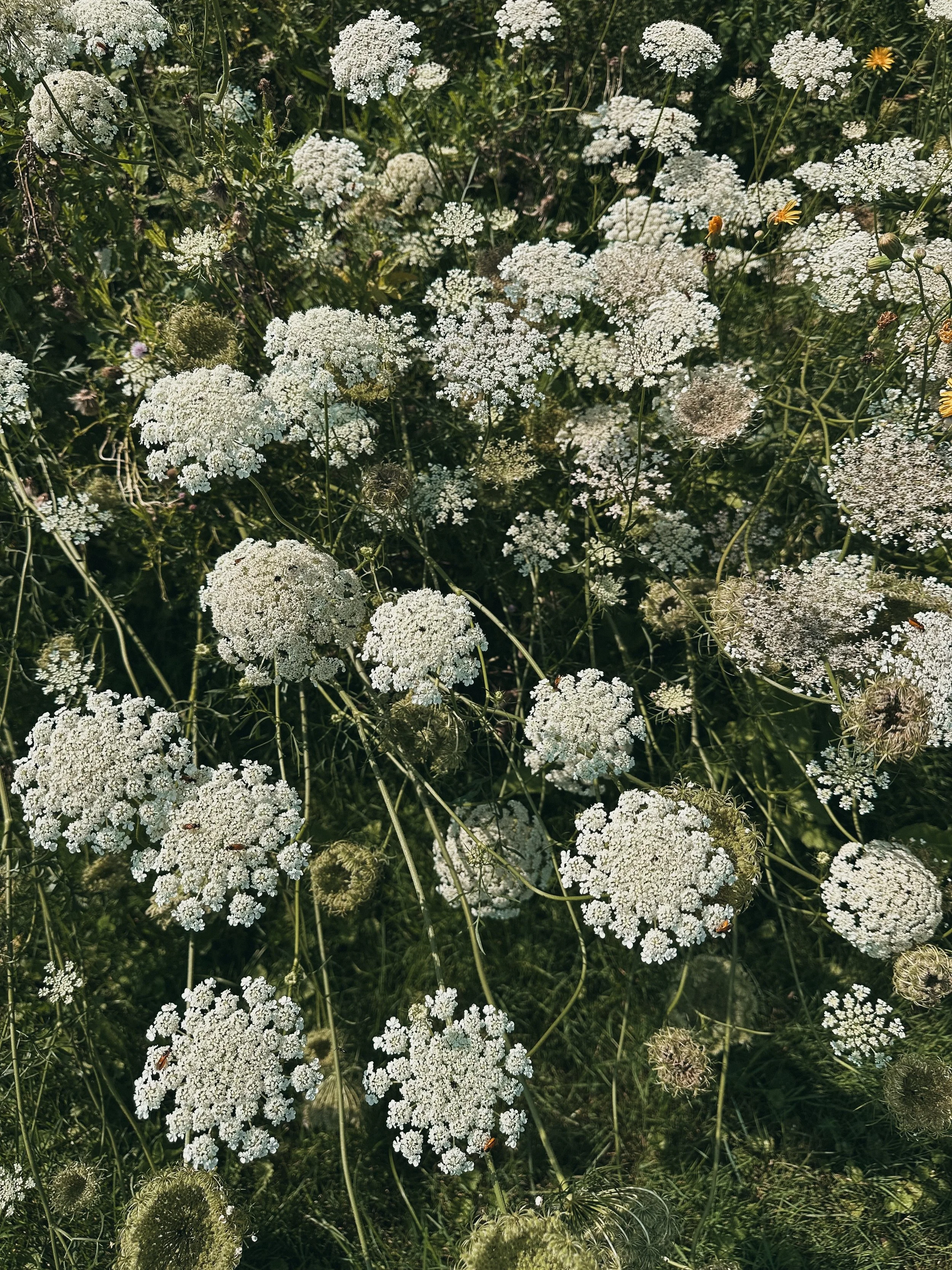 Here, there and everywhere: sharing some terribly simple memories and moments I&rsquo;ve made this summer.
No overplayed hooks.
No AI slop.
No sales content.

Pictured: Queen Anne&rsquo;s Lace in Canada

Niagara Falls, it&rsquo;s as mesmerizing as it