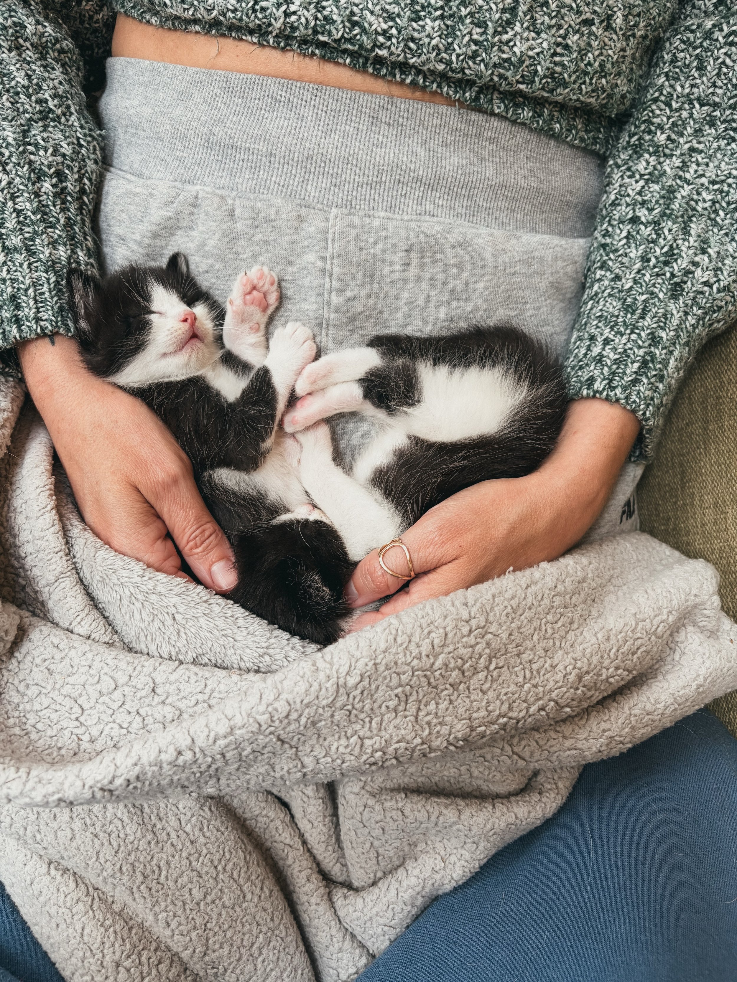 New on Substack: a tale of fostering kittens

The most bittersweet and fruitful beginning, middle and endings I could&rsquo;ve asked for. Thank you to each and every foster, organizer, and volunteer who engage this invisible (joyful and heart breakin