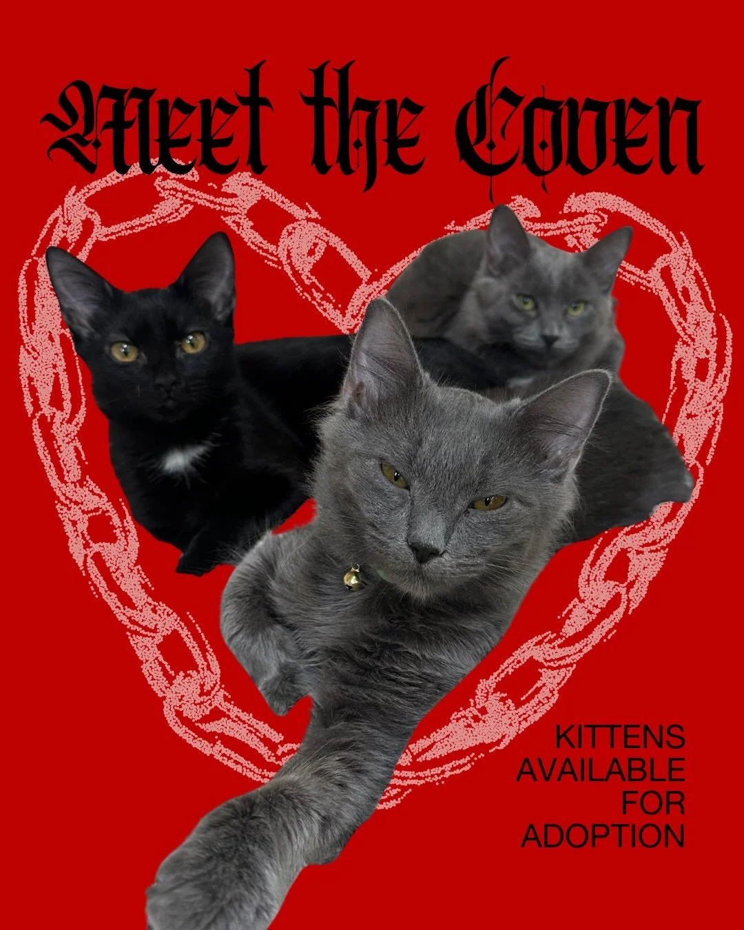 Meet my sweet and spooky foster kittens THEY ARE TO DIE FOR ❤️&zwj;🔥 if you&rsquo;re interested in adding a little ghoul (or two) to your own coven, drop a comment or dm and I&rsquo;ll send info.

Adoption will be through @purringheartsva 😽 let&rsq