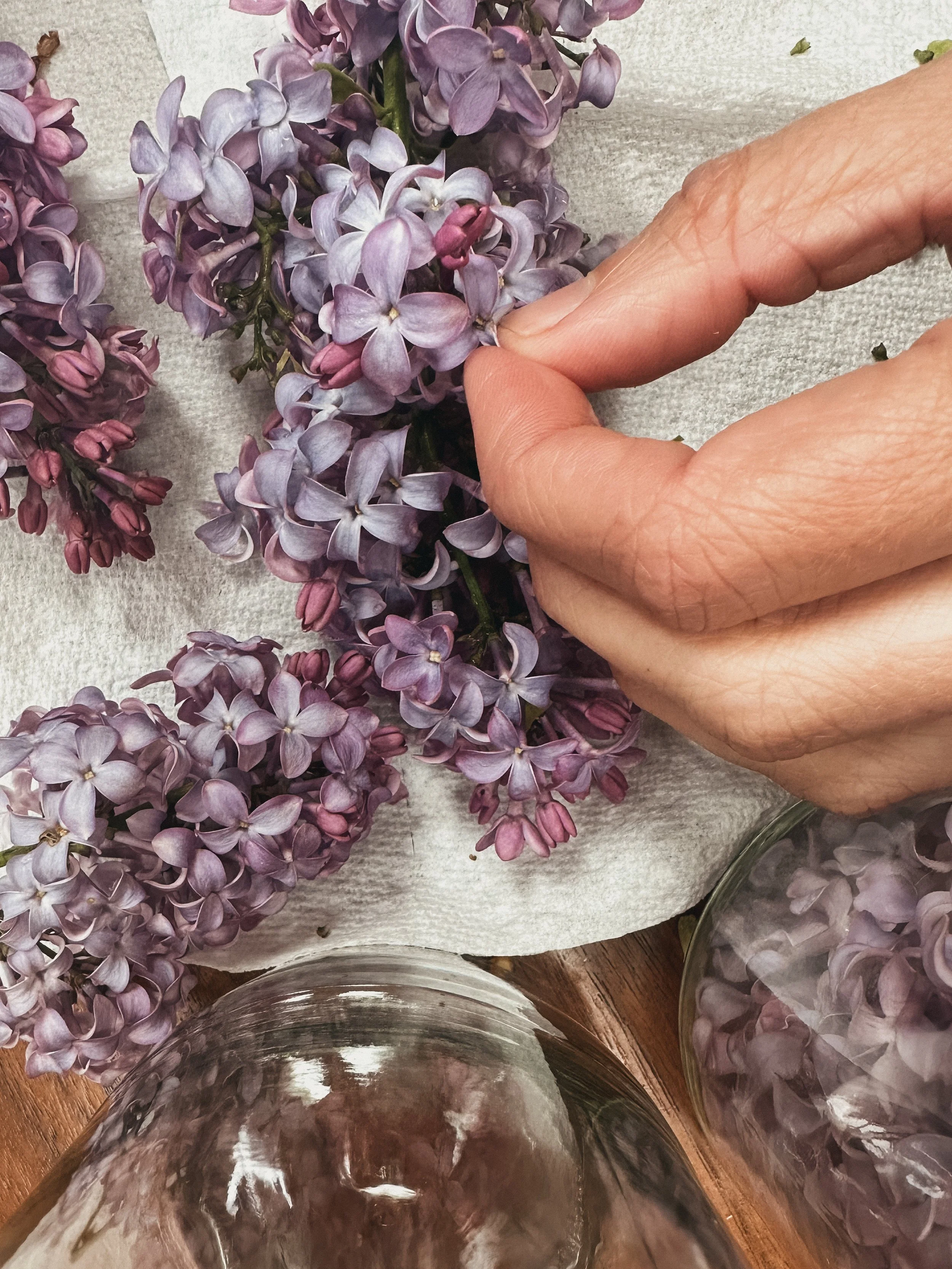 making floral lilac infused honey