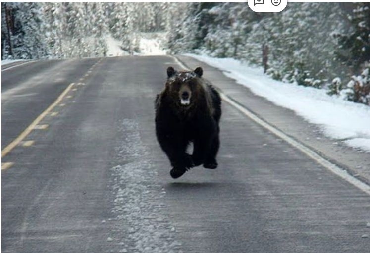 Bear representing an acute stress response