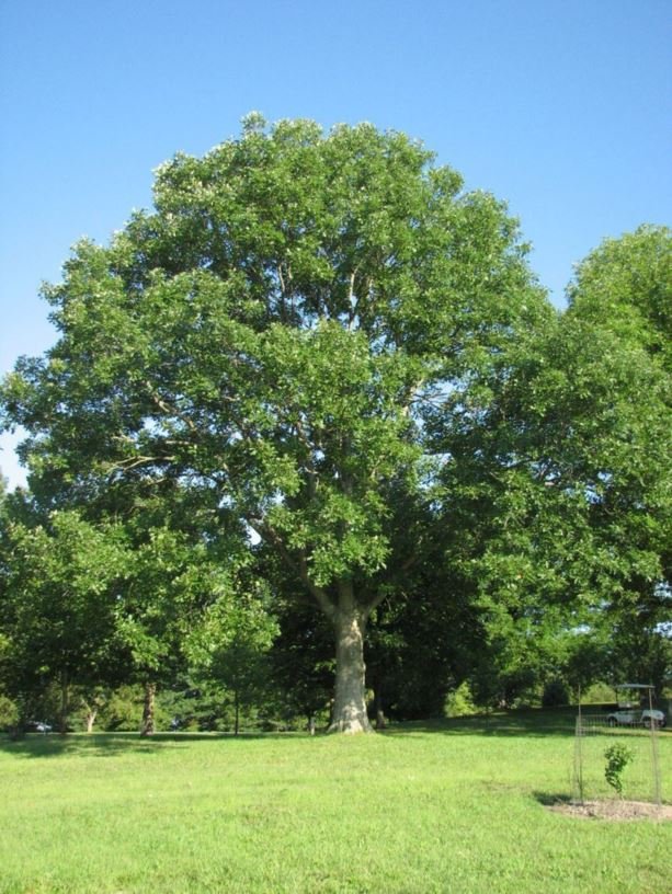 Overcup Oak Quercus lyrata