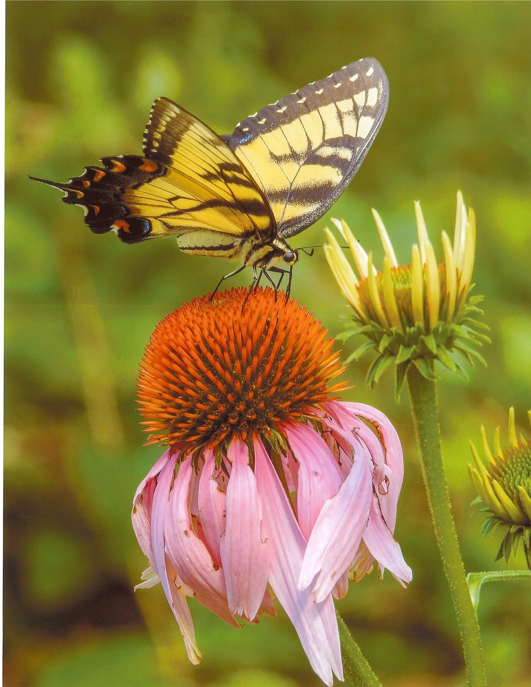 April is National Native Plant Month!