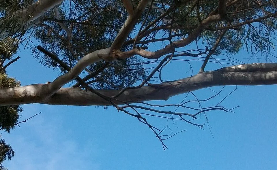 Structural Pruning That Prevents Future Removals: Homeowner-Friendly Checks Before Storm Season