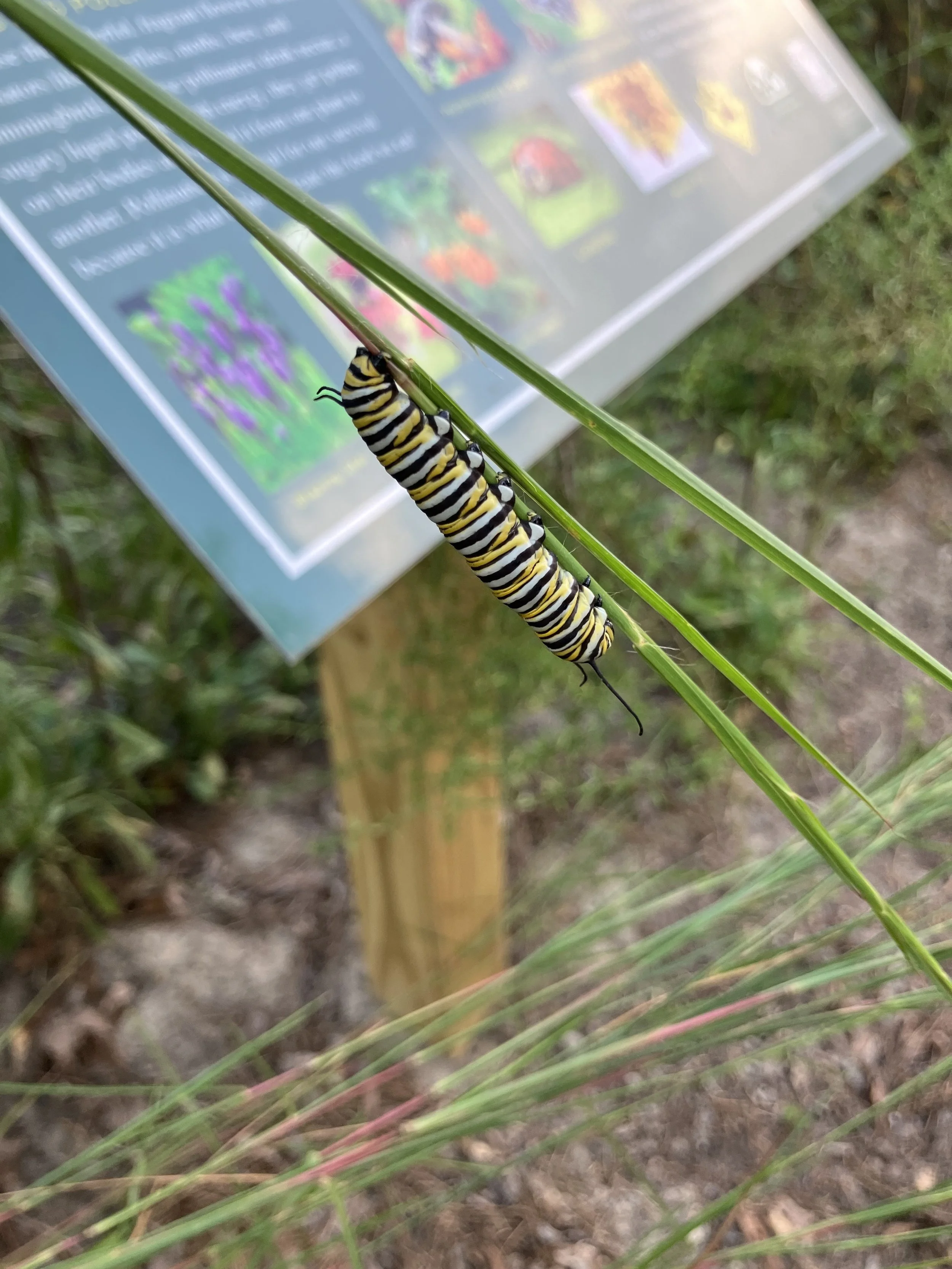 2025 Whitehall Garden Club Pollinator Garden