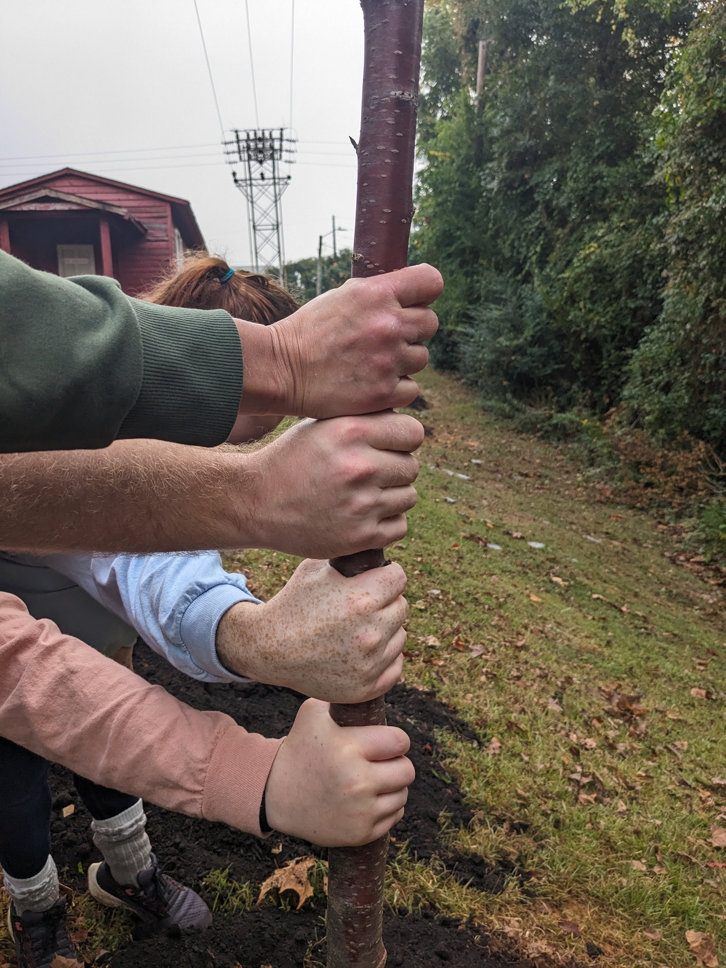 Planting 13.jpg