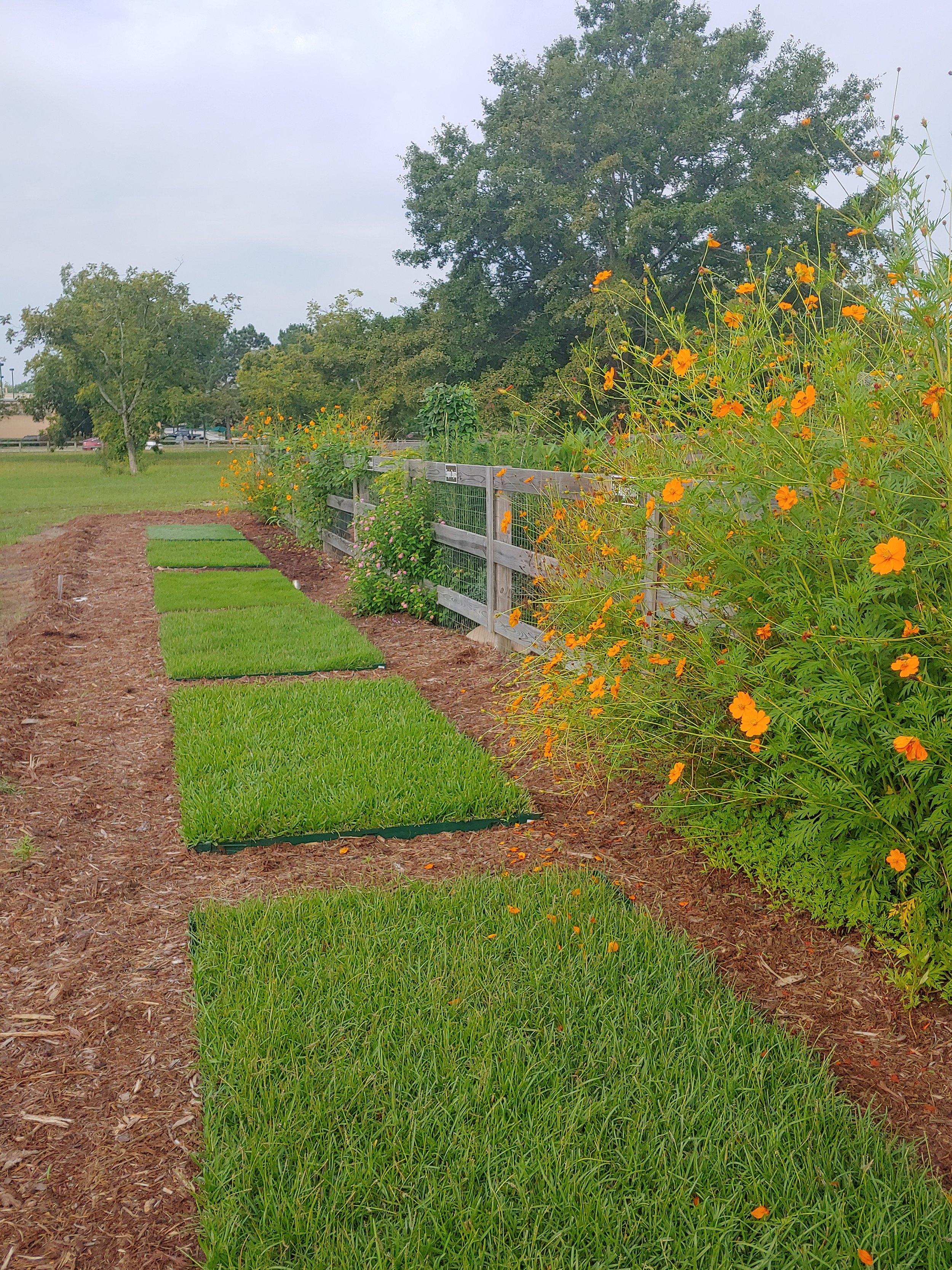 2023 Clemson Extension Turfgrass 