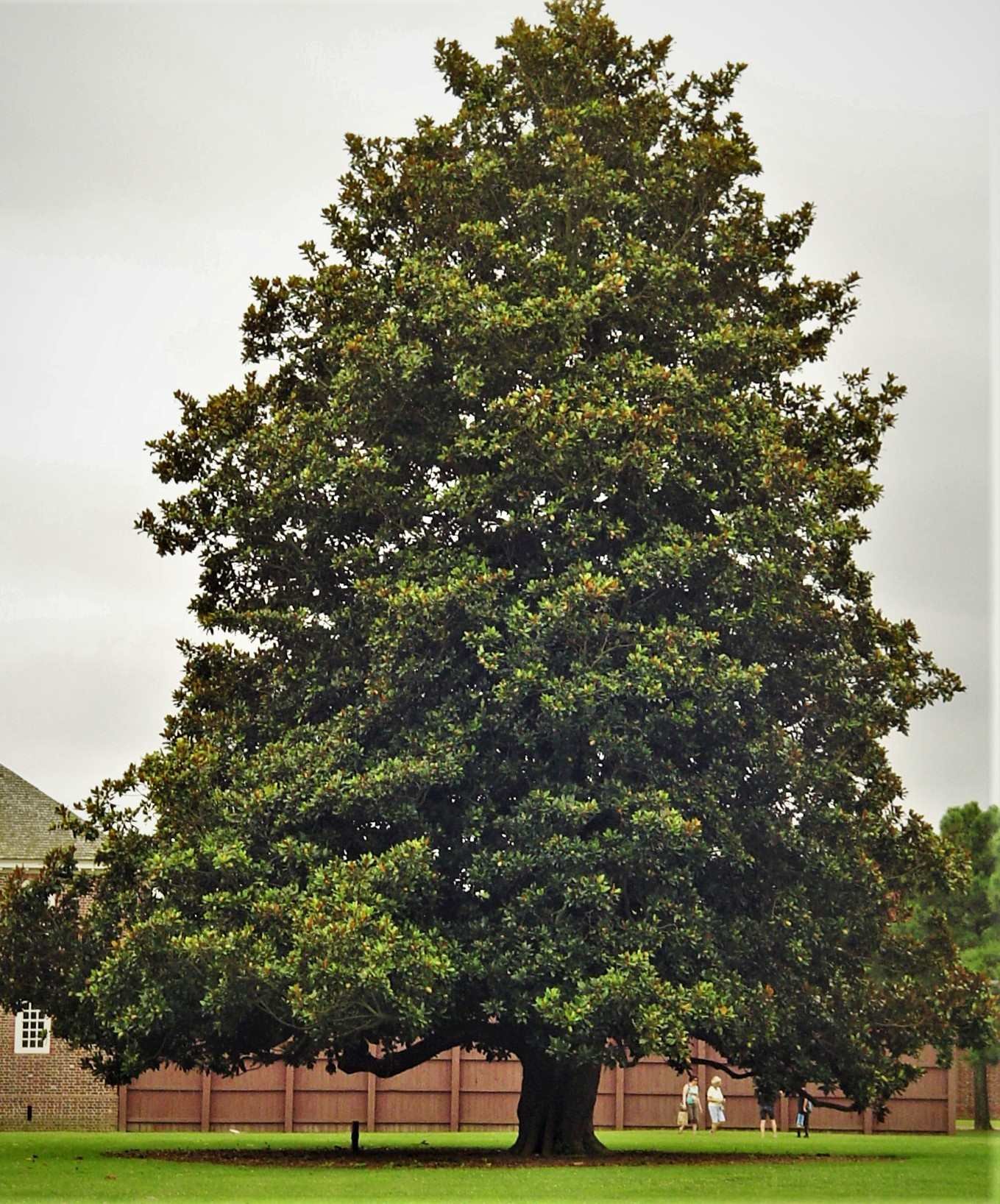 Southern Magnolia--Magnolia grandiflora