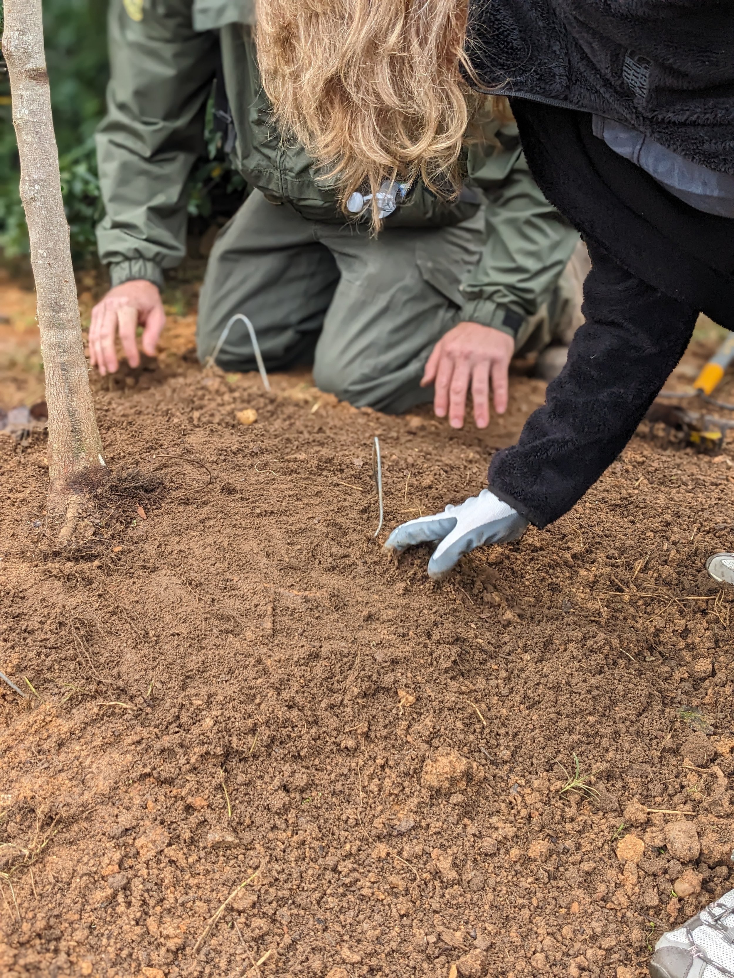 Planting 3.jpg