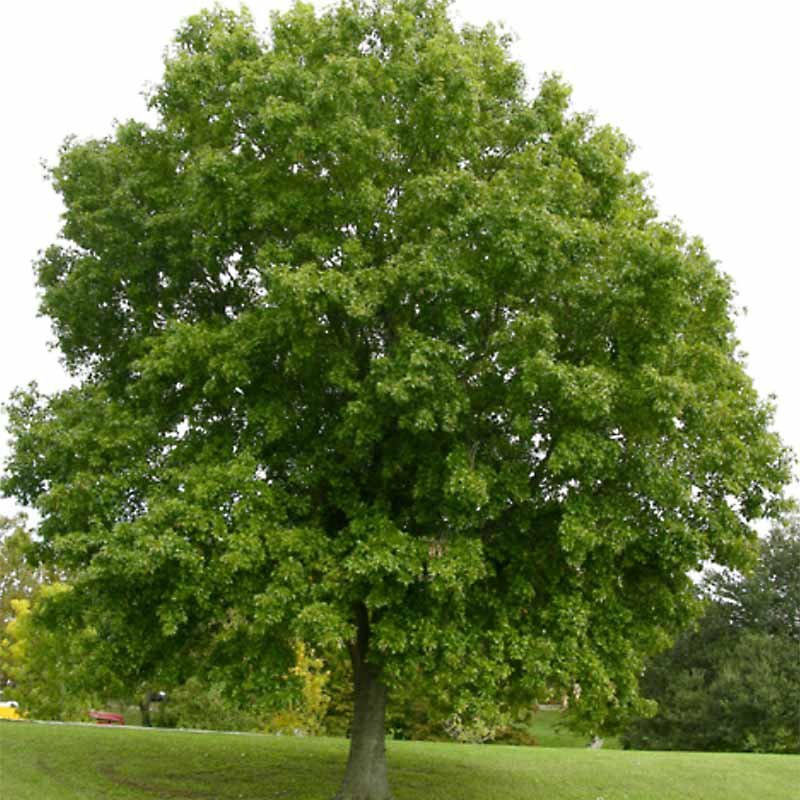 Nuttall Oak--Quercus texana