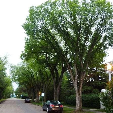 Princeton Elm--Ulmus americana ‘Princeton’