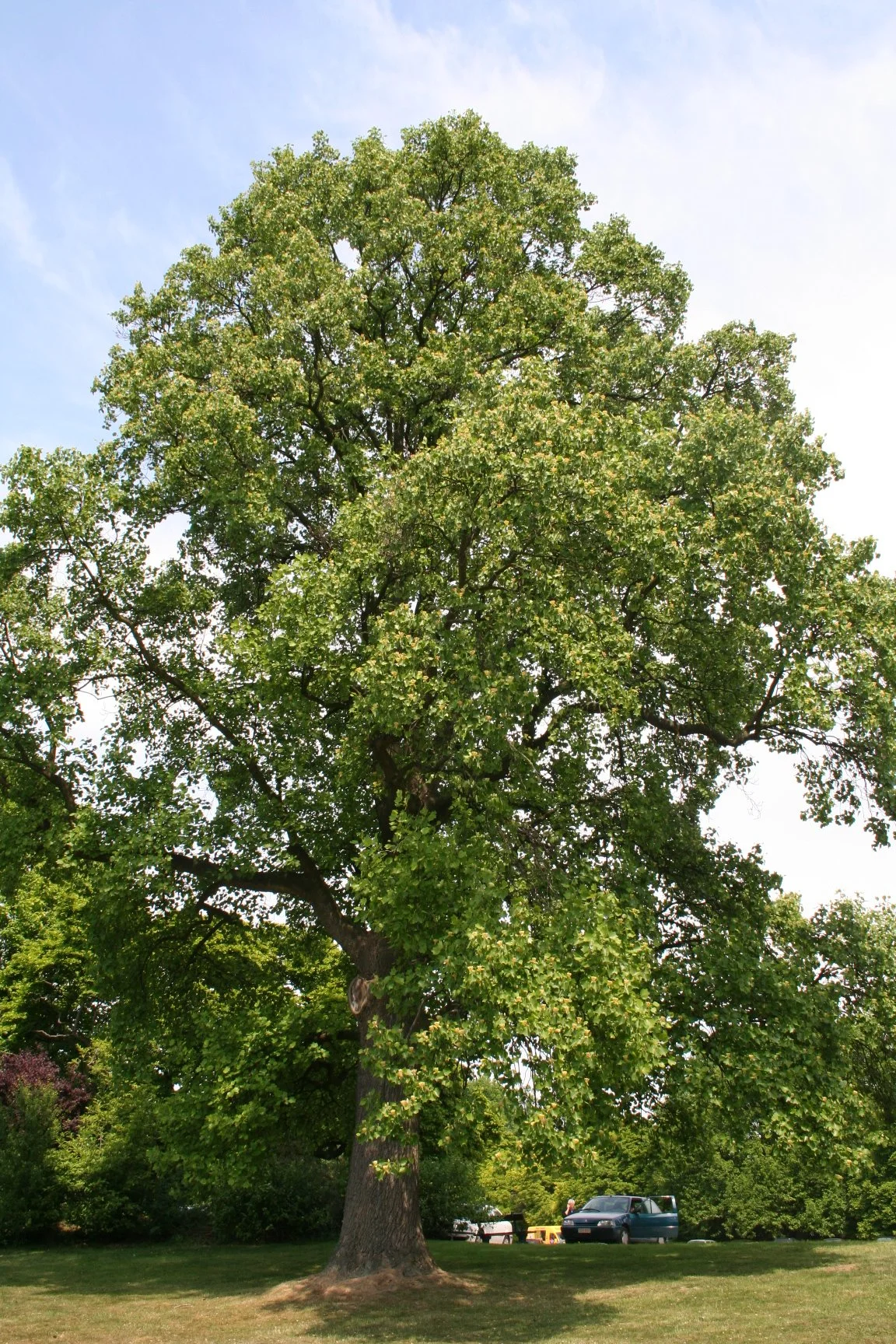 Tulip Poplar--Liriodendron tulipifera