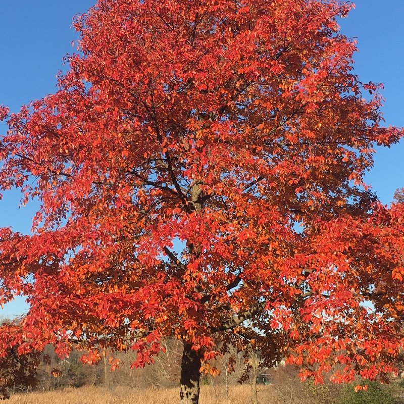 Black Gum--Nyssa sylvatica
