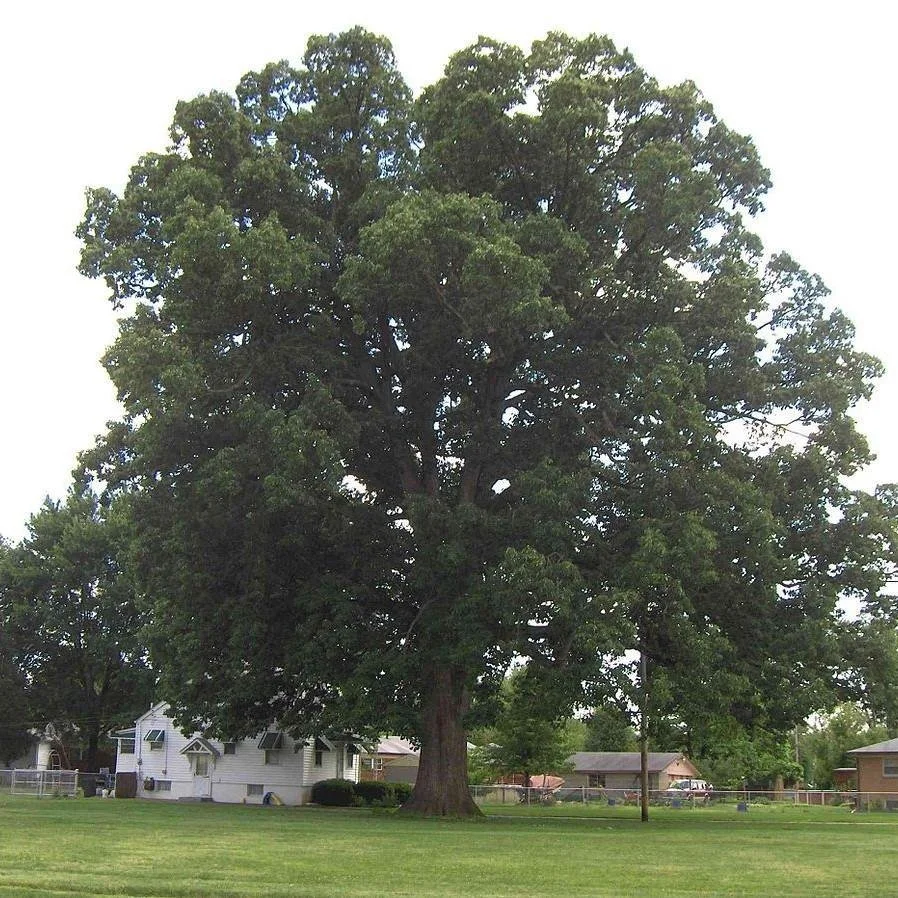 Swamp Chestnut Oak-Quercus michauxii