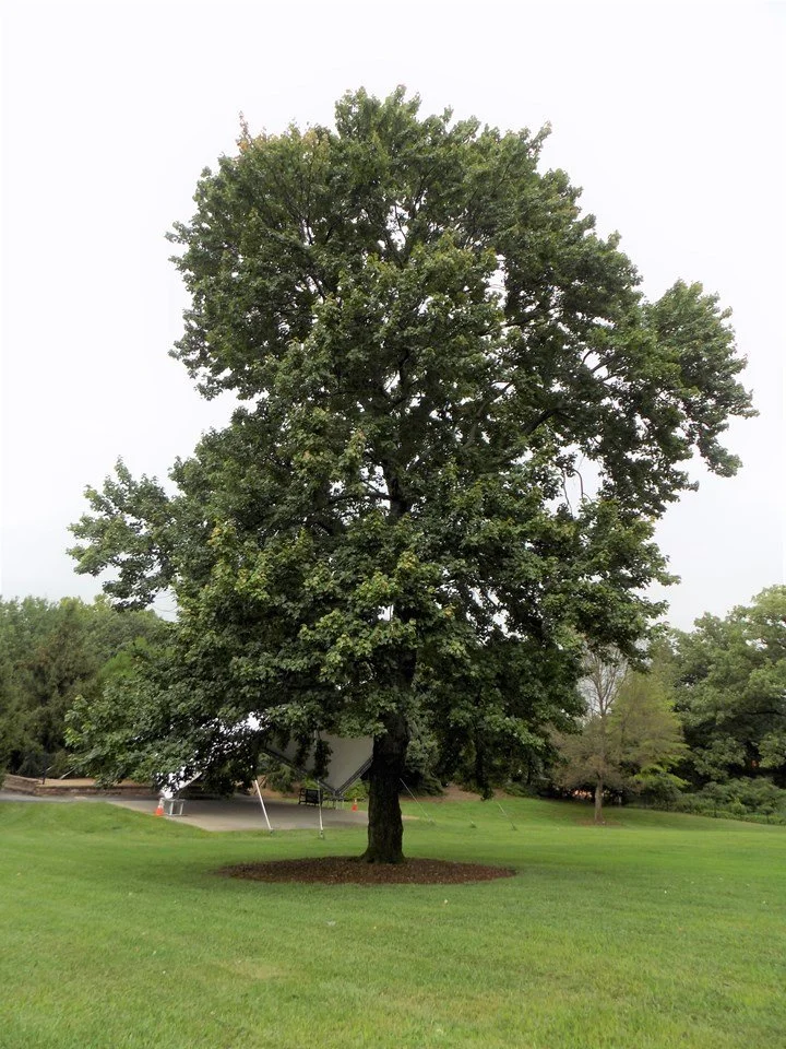 Red Maple--Acer rubrum