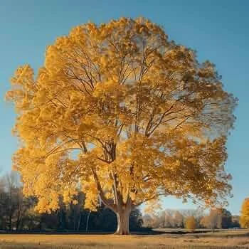 American Sycamore--Platanus occidentalis