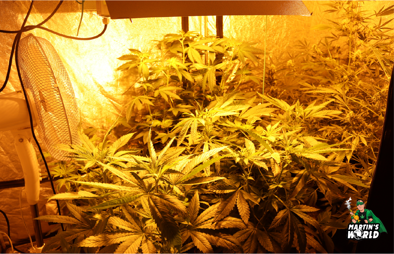 Gardaí responding to a man who had a heart attack later returned to raid his house for cannabis
