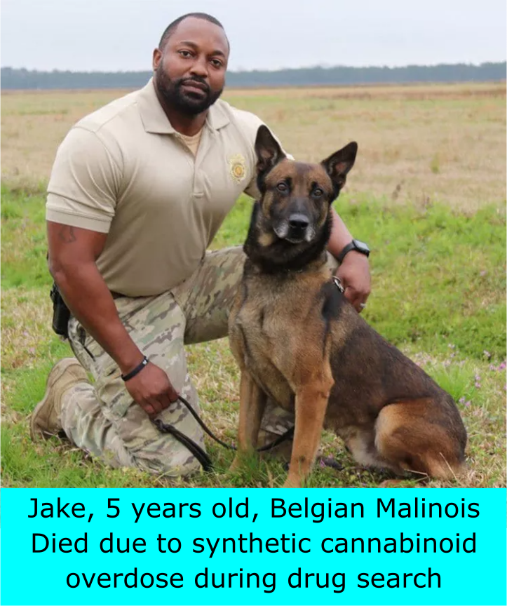 Synthetic Cannabinoid exposure lethal to drug dogs 