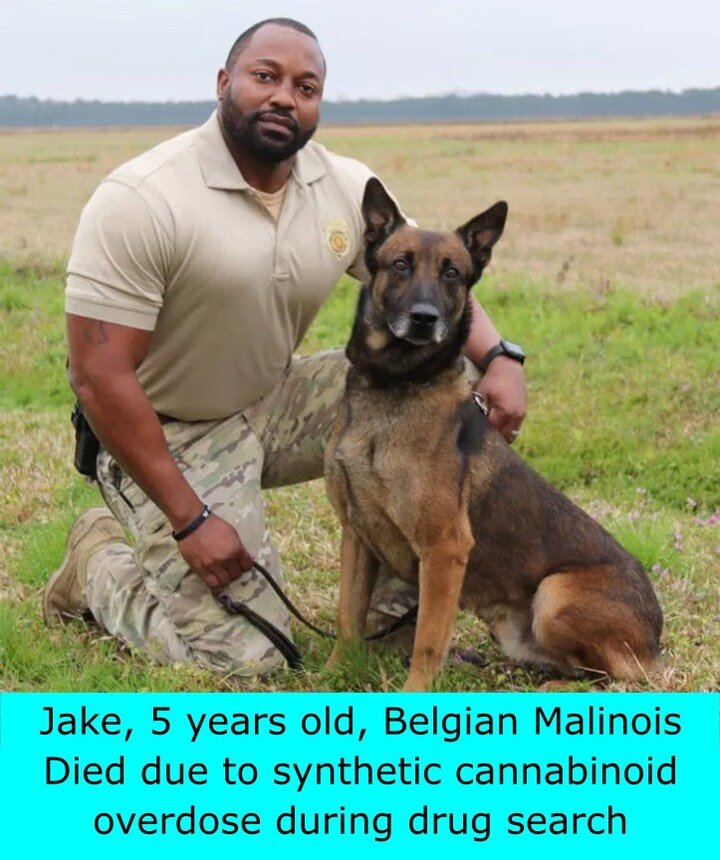 Drug dogs are dying after being exposed to synthetic cannabinoids during drug searches. 
Jake was only 5 years old when he died and his life was dedicated to helping us humans but unfortunately for Jake he paid the ultimate price as a pawn in the glo