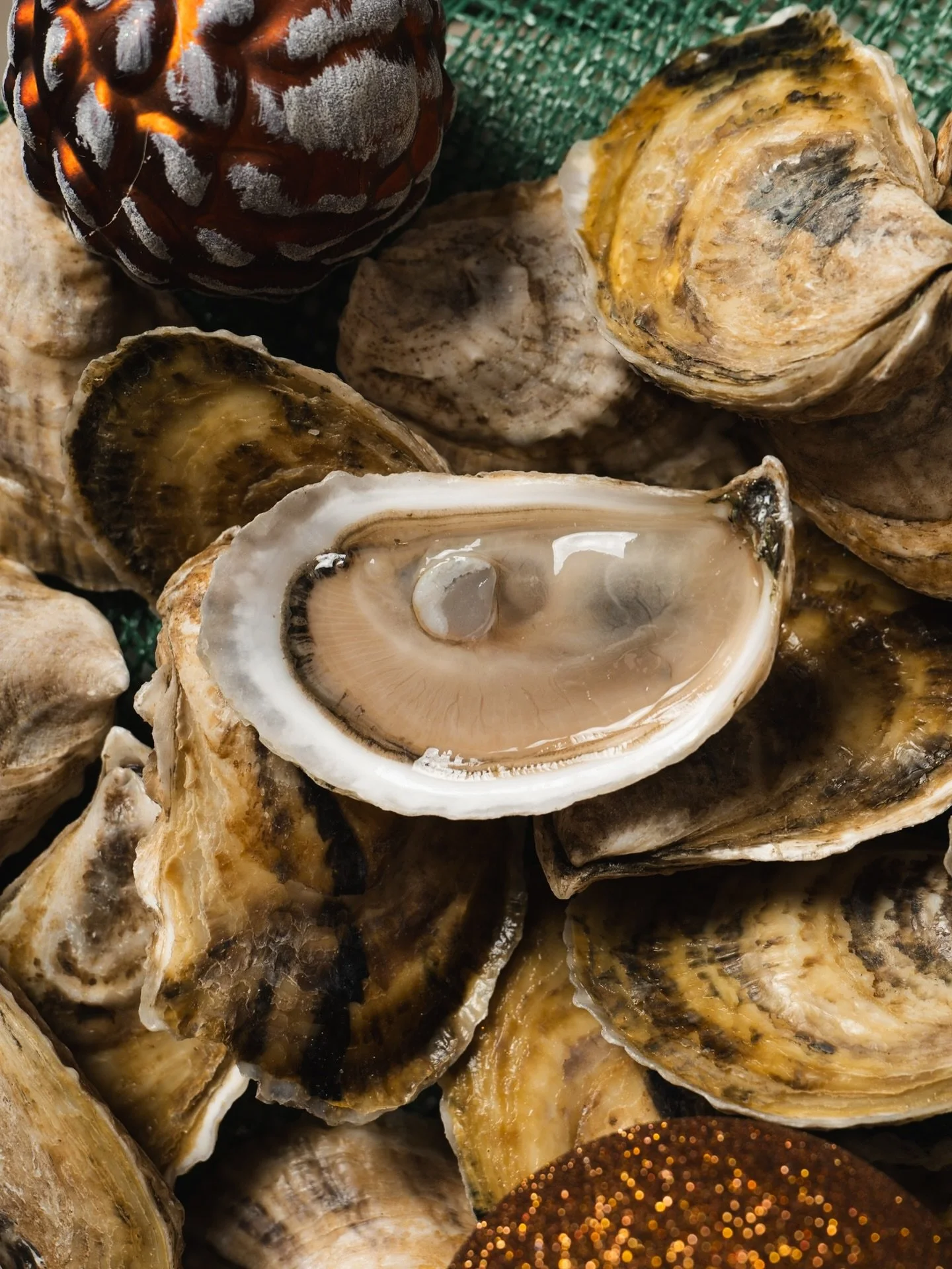 The perfect addition to any holiday soiree! 🎄 @gliddenpoint oysters 🦪 will brighten up any table with their crisp, clean and briny flavor that will transport you right to coastal Maine. 🌊