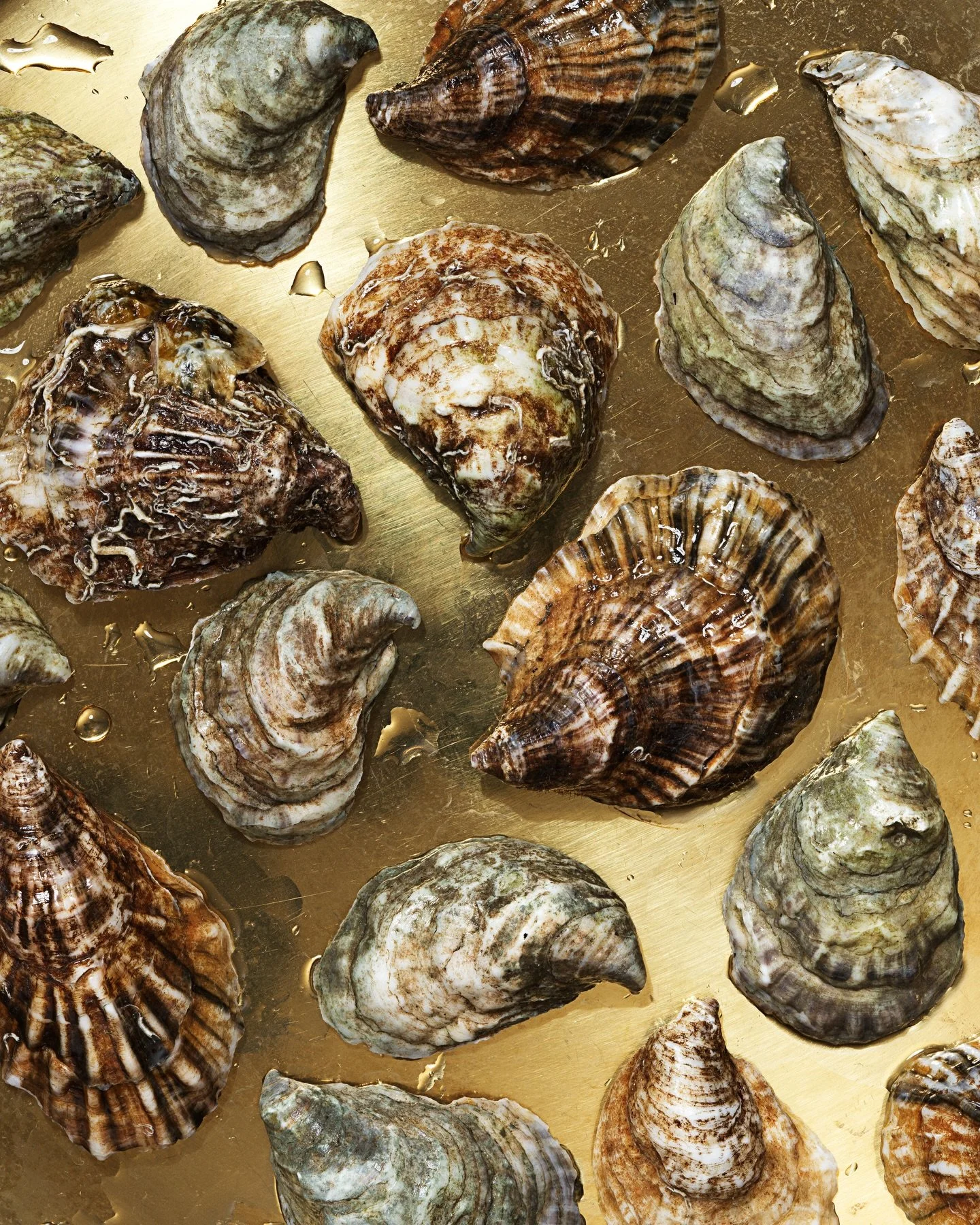 An artifact of indulgence. A sign of a good time. 🦪🥂✨