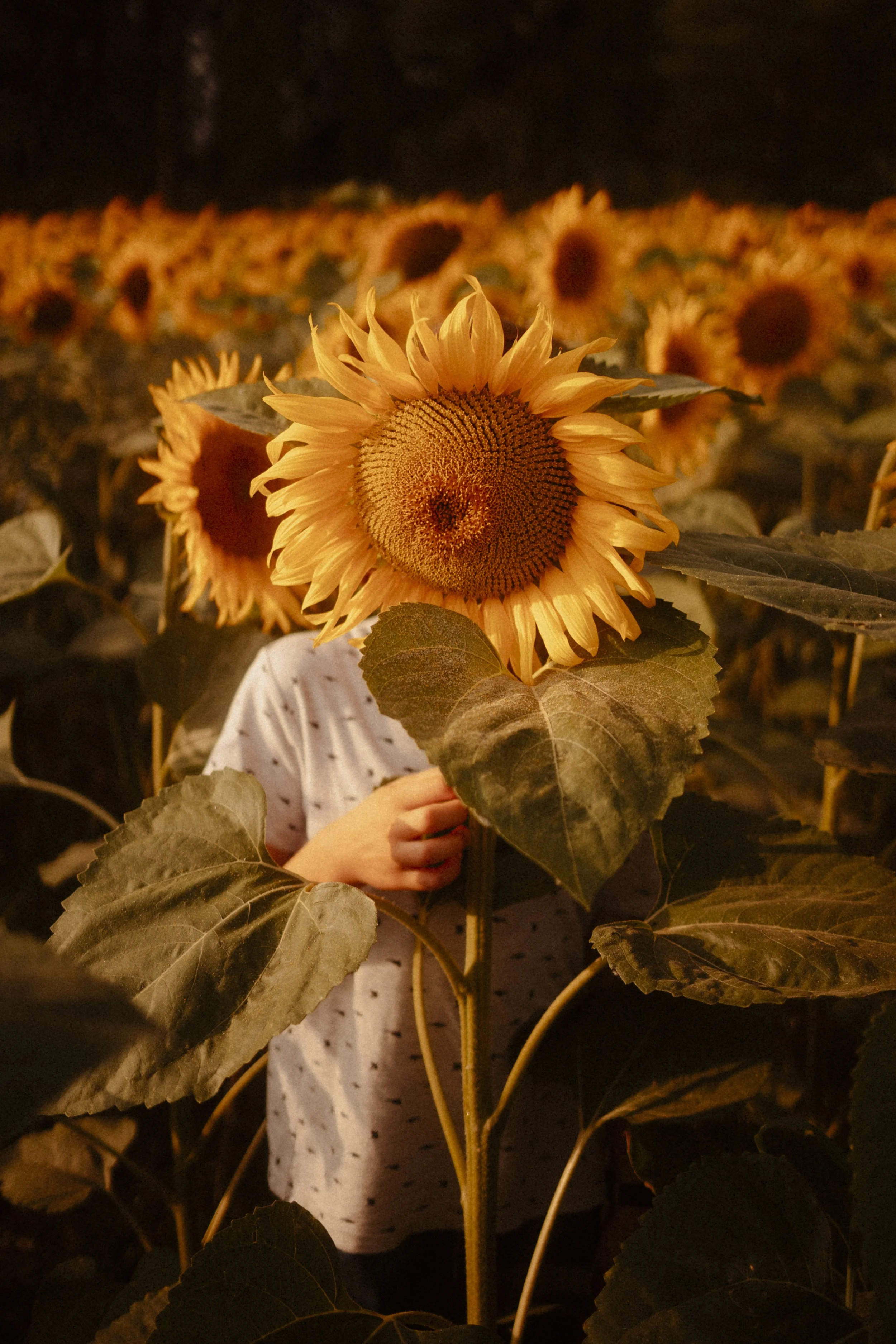 Une personne tient une grande cosse de tournesol devant son visage dans un champ de tournesols au coucher du soleil.