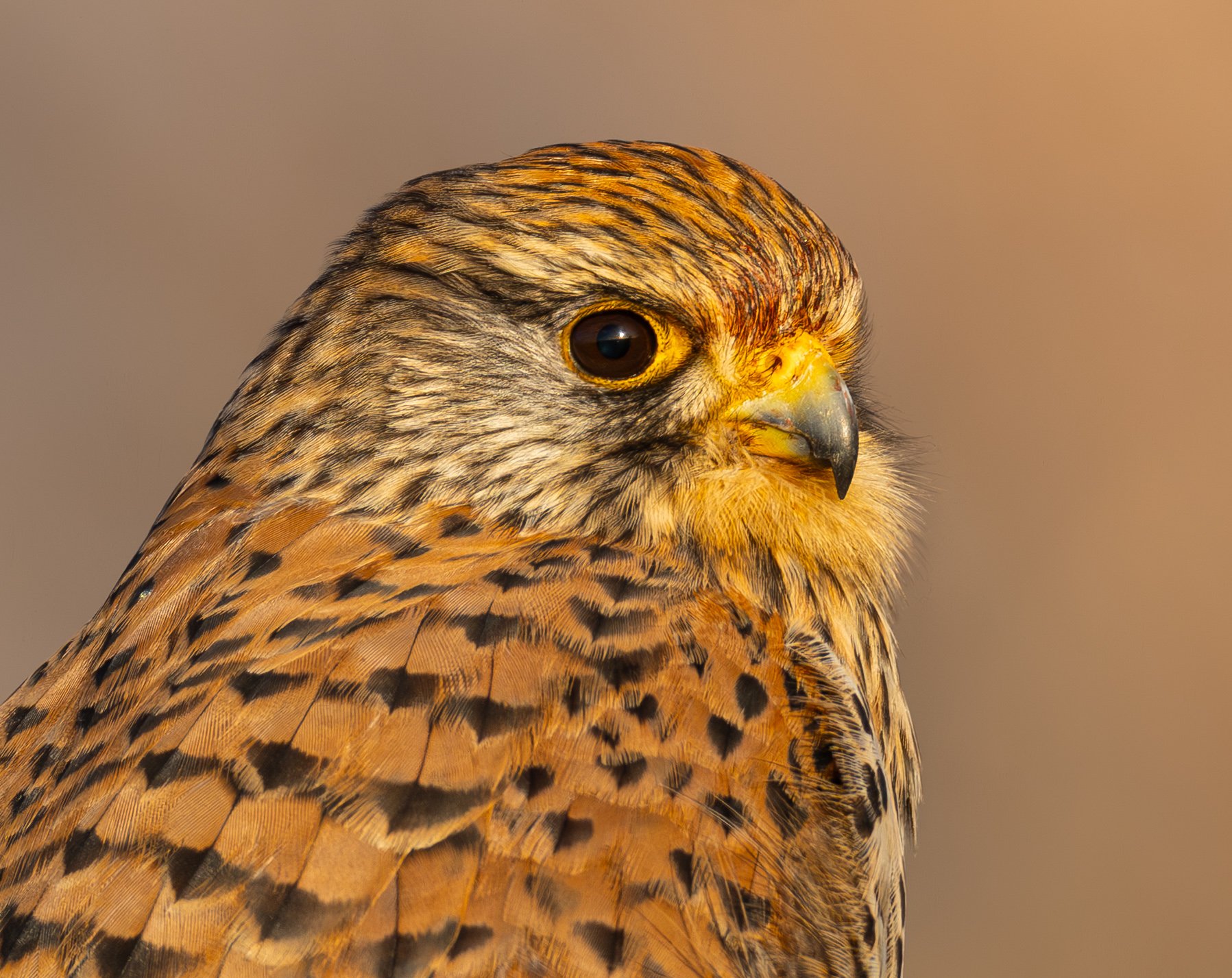 Common Kestrel