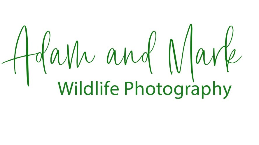 Adam and Mark Wildlife Photography